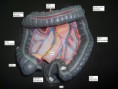/album/fotogaleria-rotuladas/intestino-grueso-jpg1/